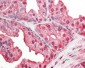 GAPDH Antibody (clone 4G5)